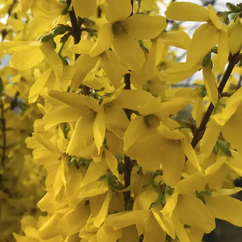 Forsythie Week-End - Forsythia intermedia - 12 L Topf 100-125 cm Nur Für Kurze Zeit