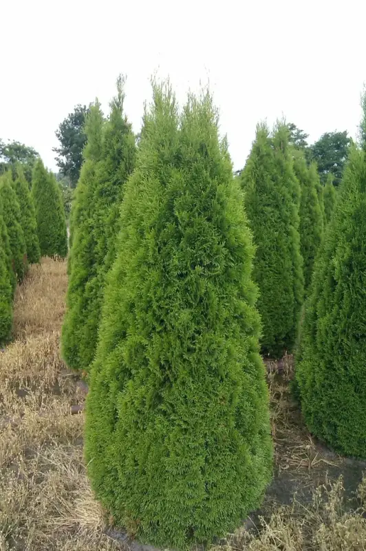 Lebensbaum Smaragd - Thuja occidentalis - 7.5 L Topf 80-100 cm Neue Kollektion