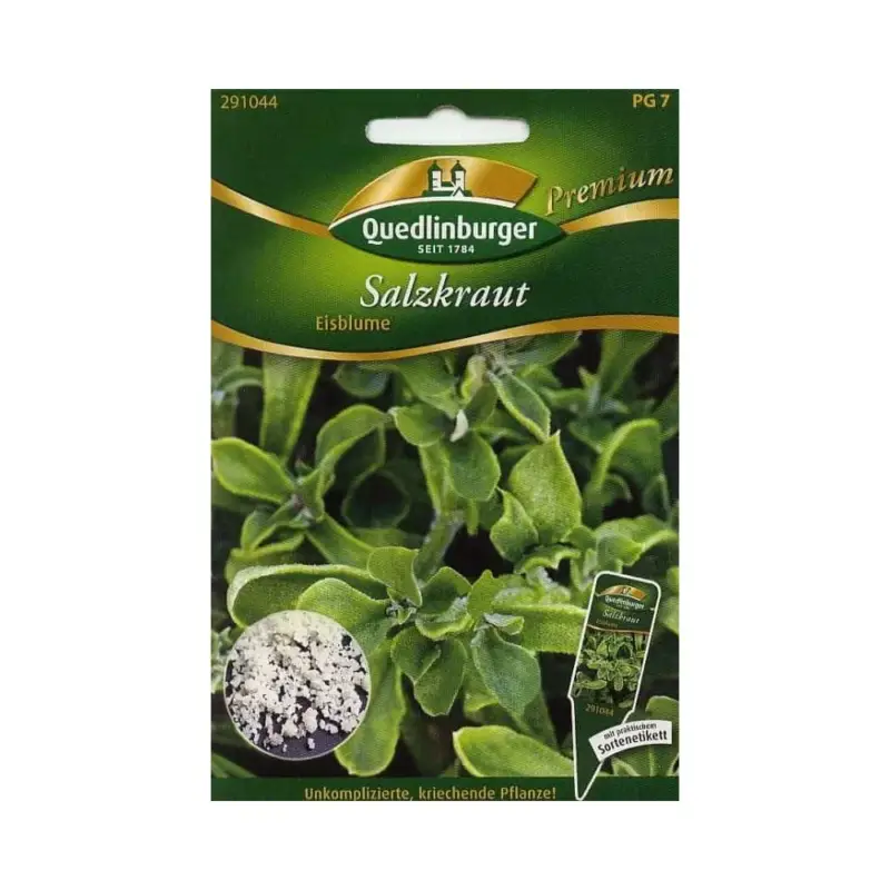 Knallerangebot Salzkraut kaufen, Eisblume, Salzkraut Samen, essbar