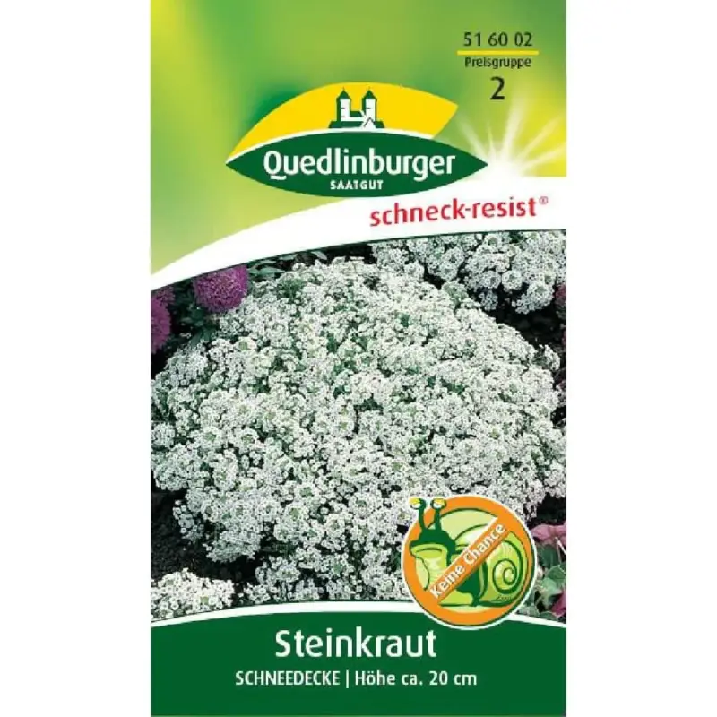 Steinkraut Schneedecke, Bodendecker, Bienenfreundlich, Duftend Schnäppchen