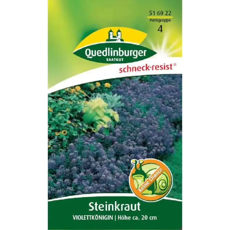 Top-Seller Steinkraut Violettkönigin, lila, bienenfreundlich