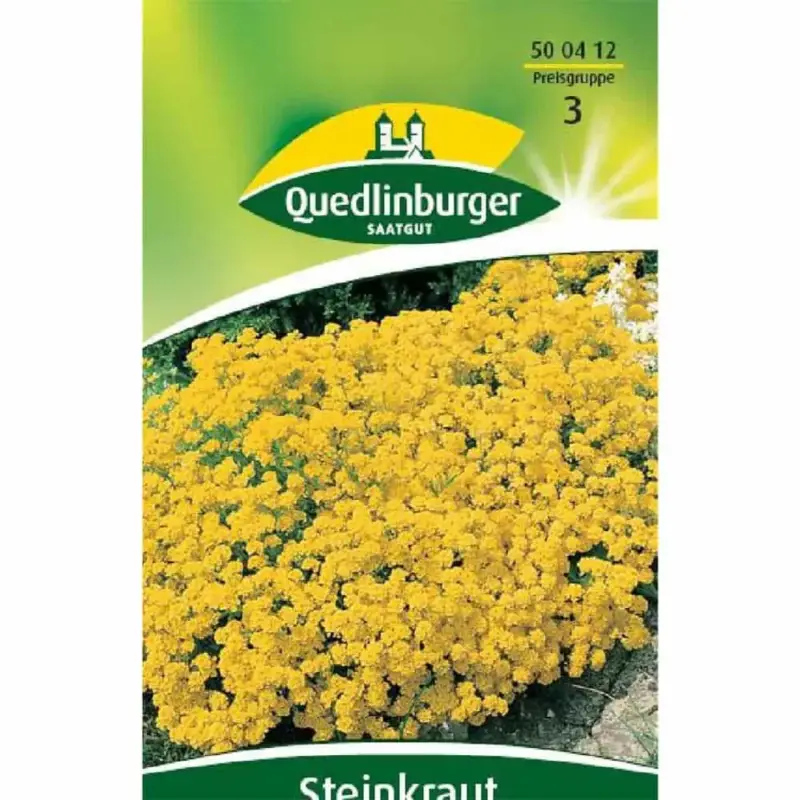 Steinkraut, Goldkörbchen Neuheit