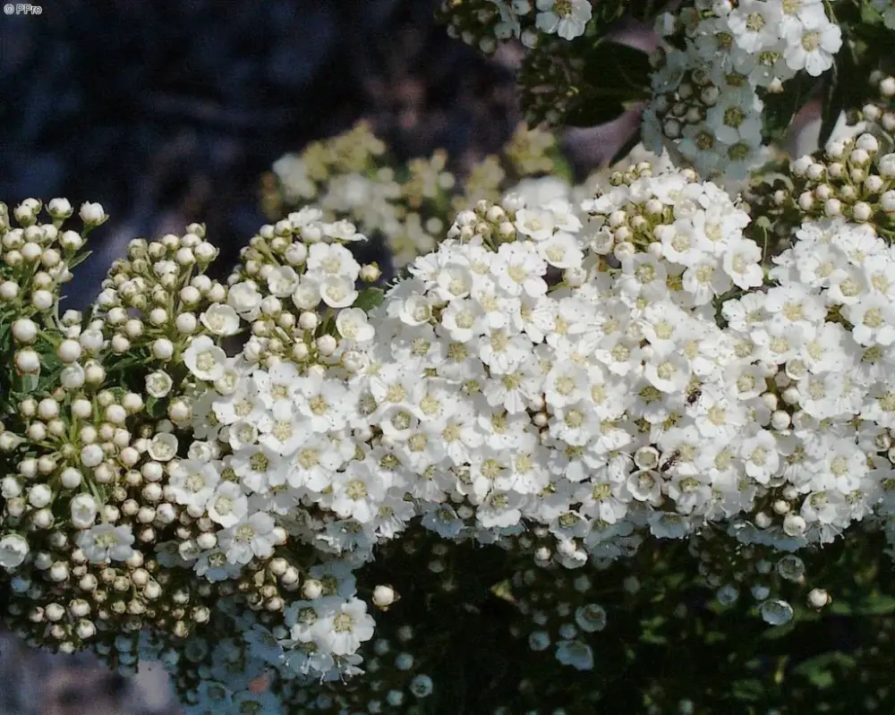 Sonderangebot Strauchspiere Snowmound - Spiraea nipponica - 7.5 L Topf 80-100 cm